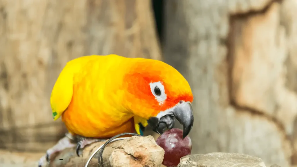 Can conures eat grapes