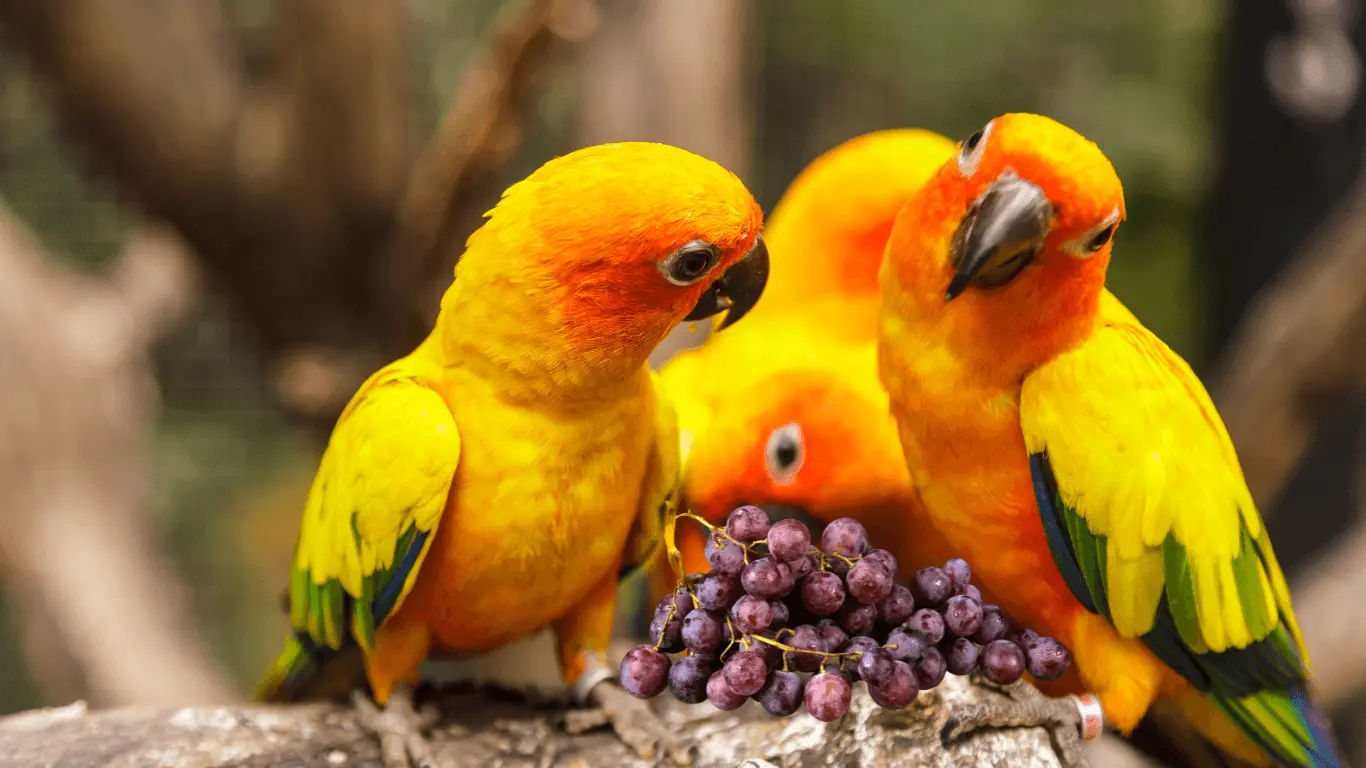 Conures-eat-grapes