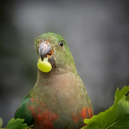 parrot eat grapes