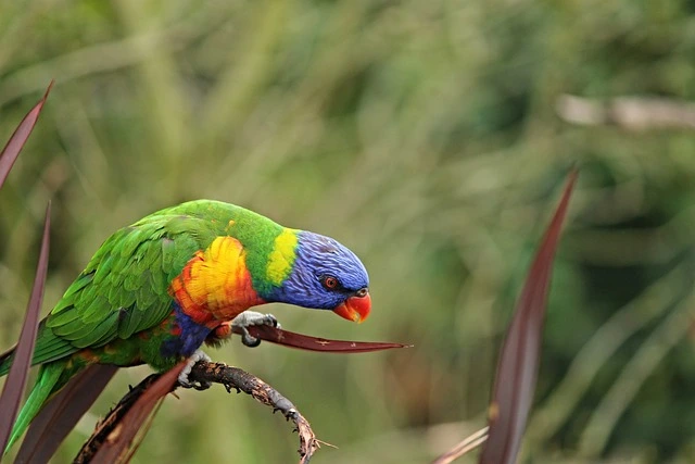 Parrot Eating pics