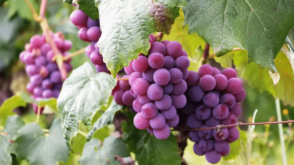 Grapes