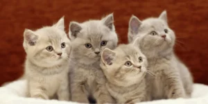 British Shorthair Kittens Sit Together