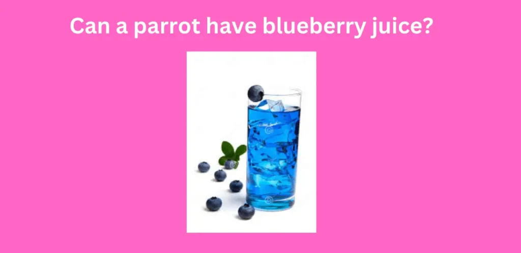 Can a parrot have blueberry juice