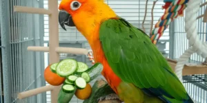 Parrot Eating Cucumbers