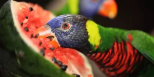 Parrot Eating Watermelon