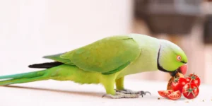 Parrot eating Tomatoes