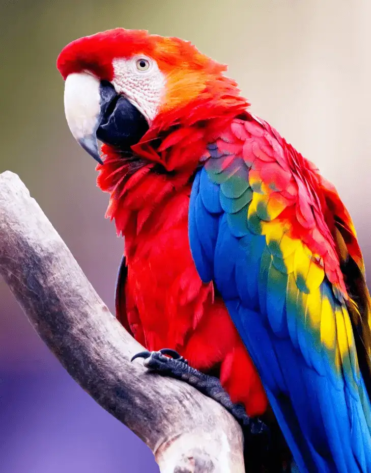 Parrot Sit on tree