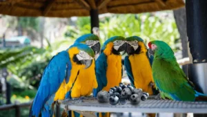 Parrots eating Blueberries