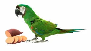 Parrot Eating Potatoes Slices