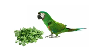 Parrot Eating cilantro