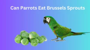 Parrot eating sprouts