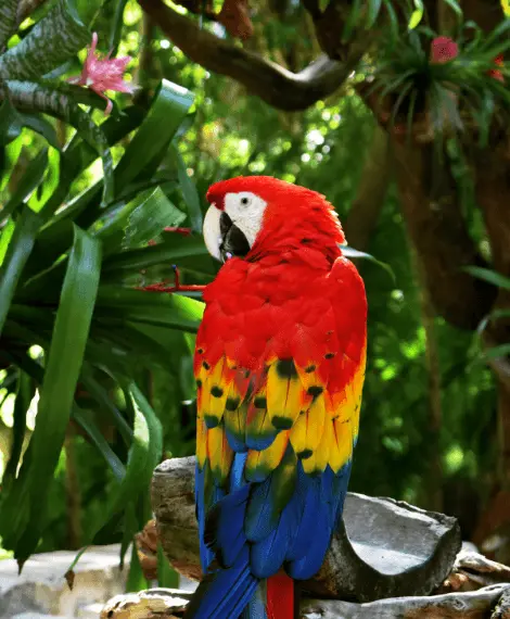 Parrot