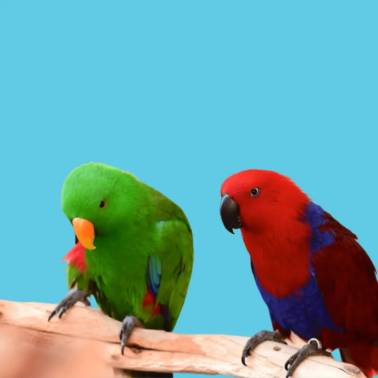 Parrots Sitting on Tree Branch