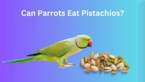 can parrots eat pistachios