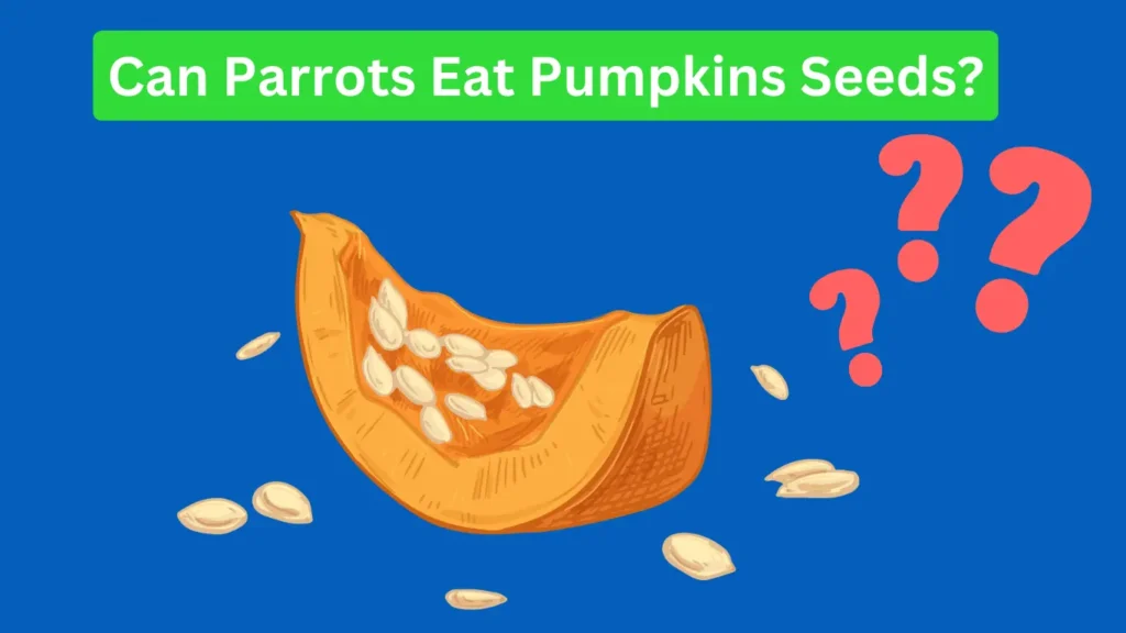 Can Parrots Eat Pumpkins or pumpkin seeds