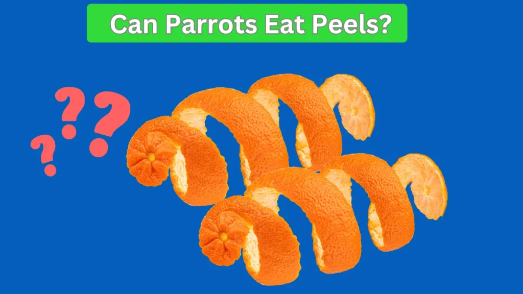 Can Parrots Eat oranges peels