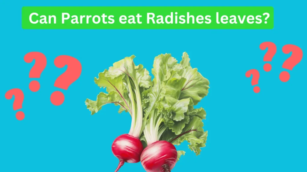 Can Parrots eat Radishes leaves