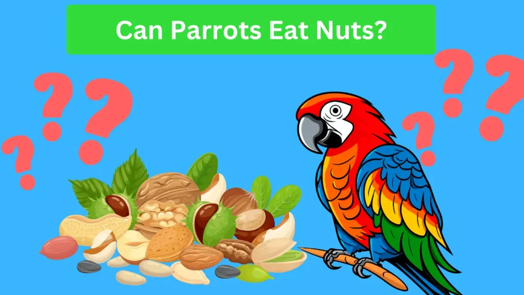 Can parrots eat nuts