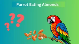 Parrot Eating Almonds