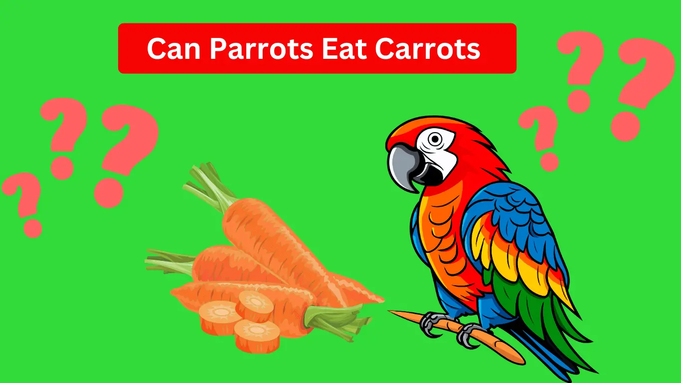 Parrot Eating Carrots