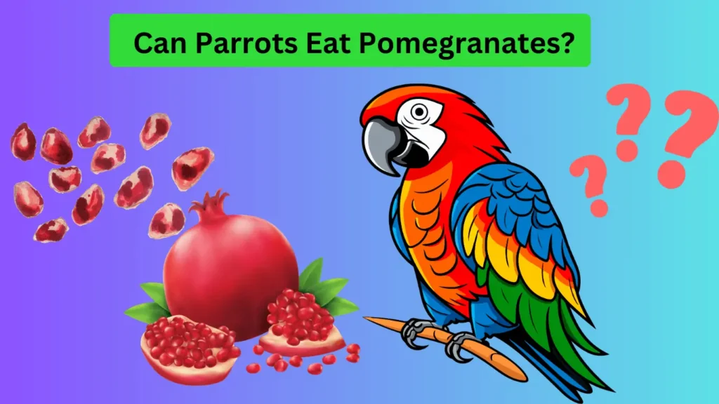 Parrot Eating Promengranates