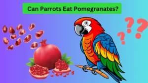 Parrot Eating Promengranates