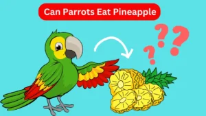 Parrot eating Pineapple