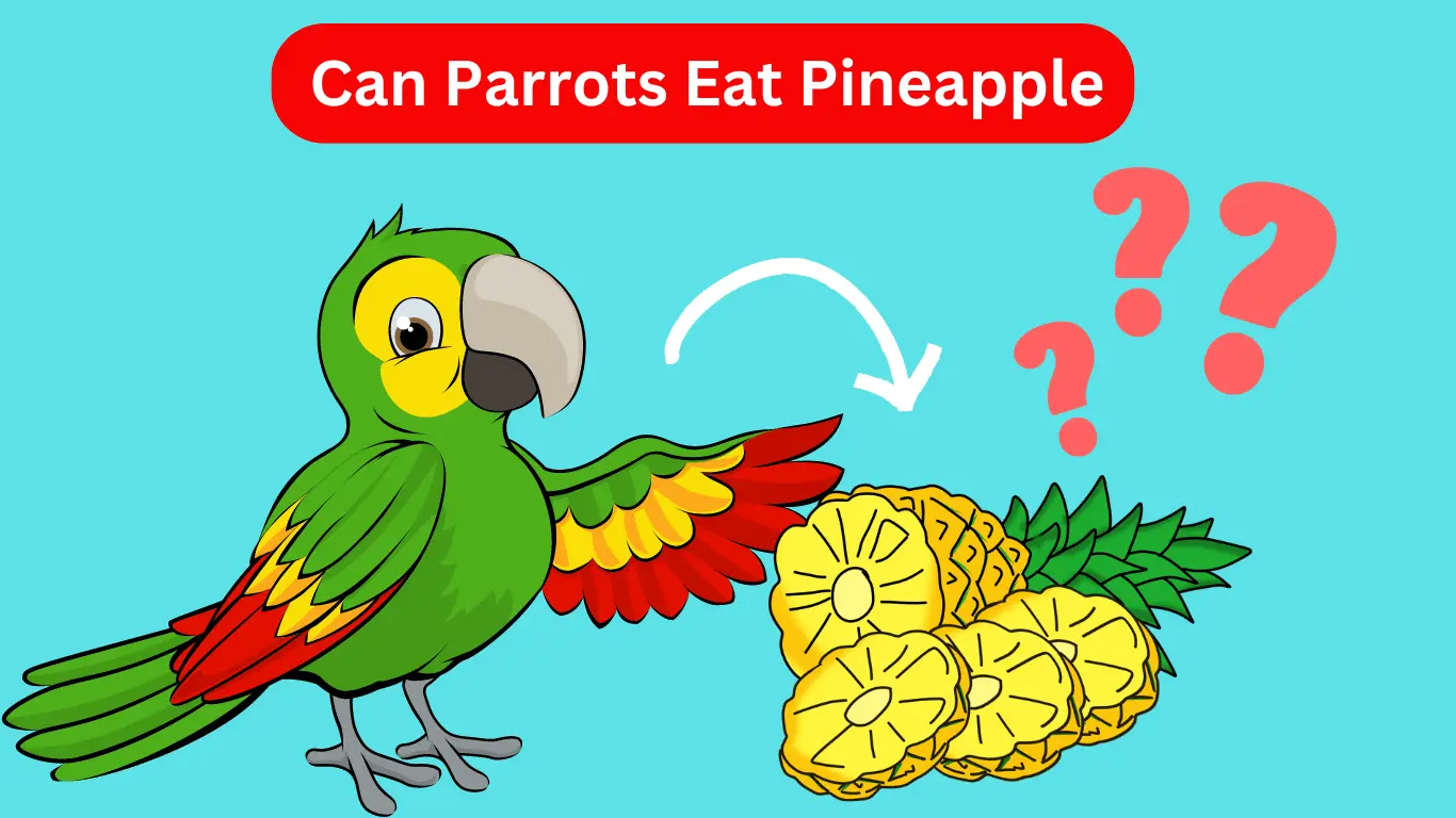 Parrot eating Pineapple