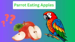 Parrot eating a slice of apple