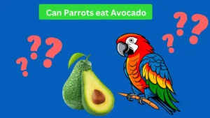 Parrot eating avocado