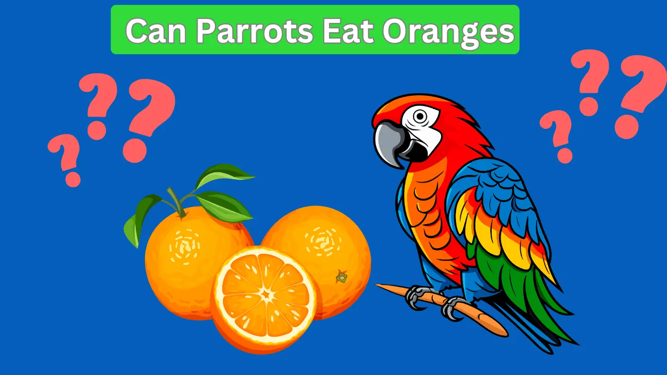 Parrot eating oranges