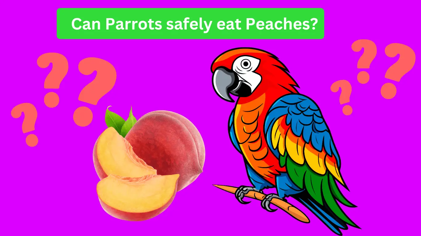 Parrot eating peaches