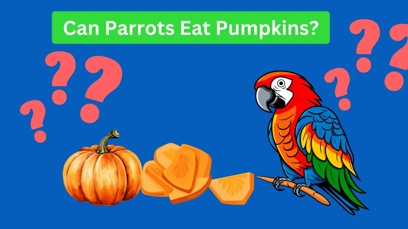 Parrot eating pumpkins