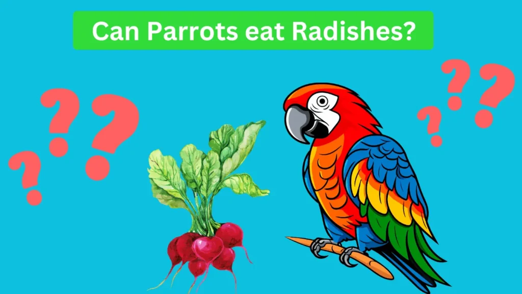 Parrots eating Radishes