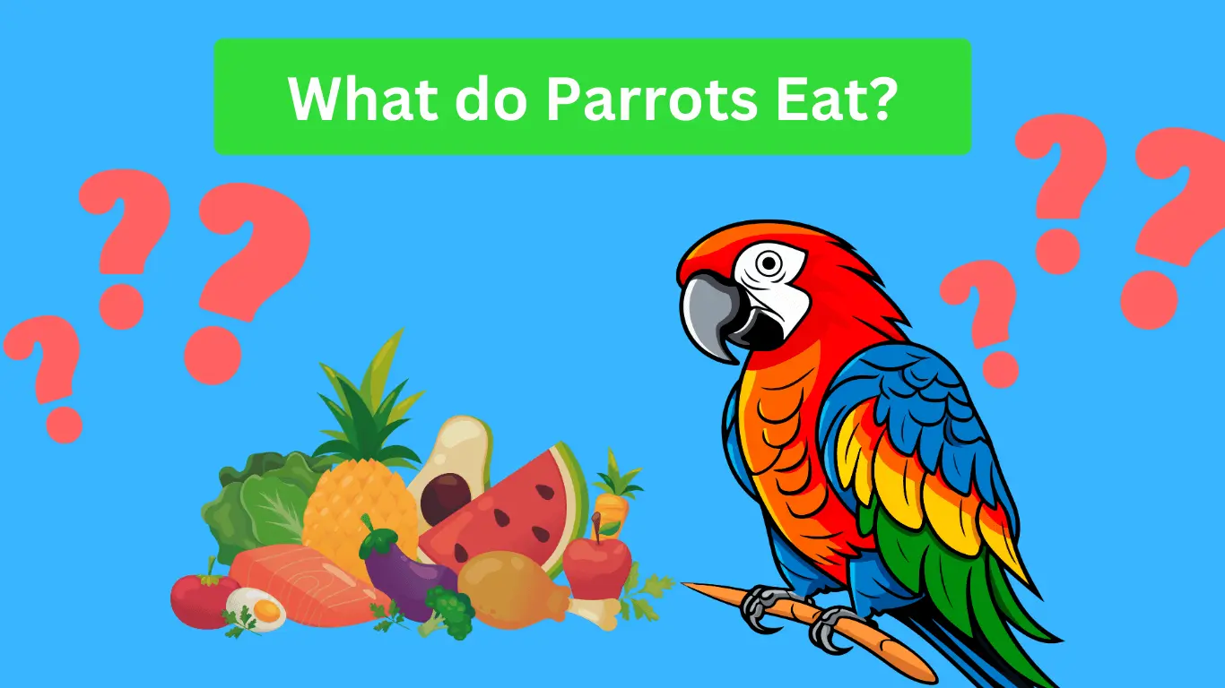 What do Parrot Eat