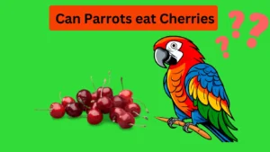 can conures eat cherries