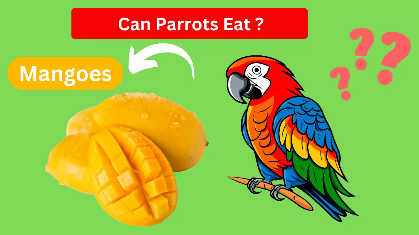 can conures eat mango