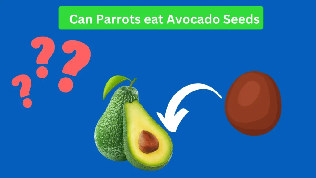 Can parrots eat avocado or seeds?