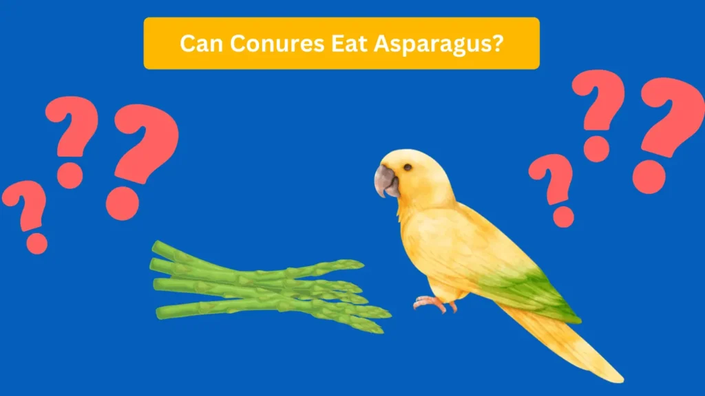 Can Conures Eat Asparagus