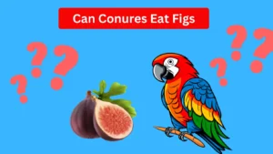 Can Conures Eat Figs