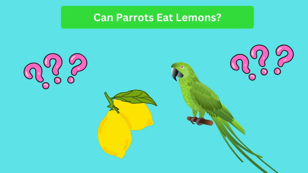 Can Parrots Eat Lemons