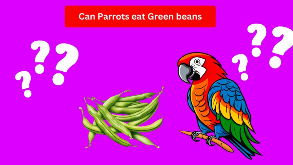 Can Parrots eat Green beans