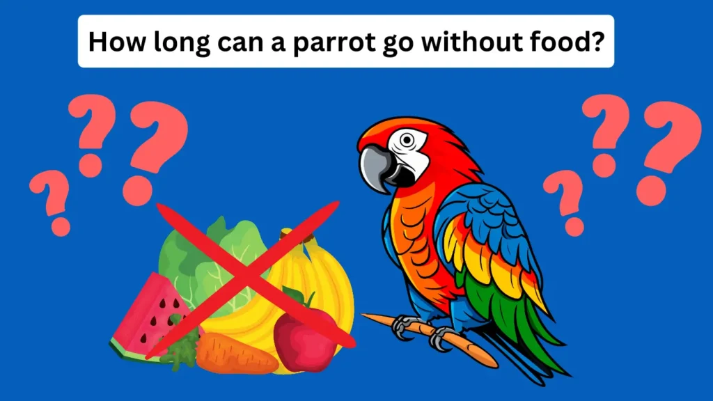 How long can a parrot go without food 