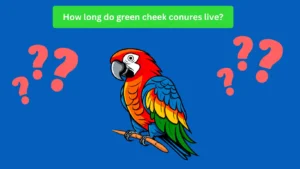 How long do green cheek conures live