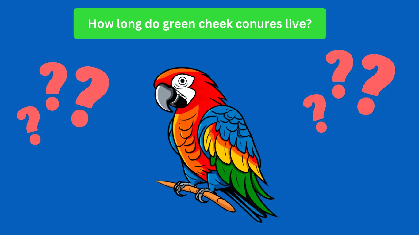 How long do green cheek conures live