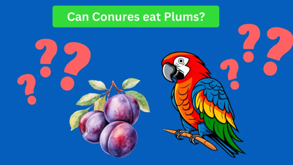 can conures eat plums