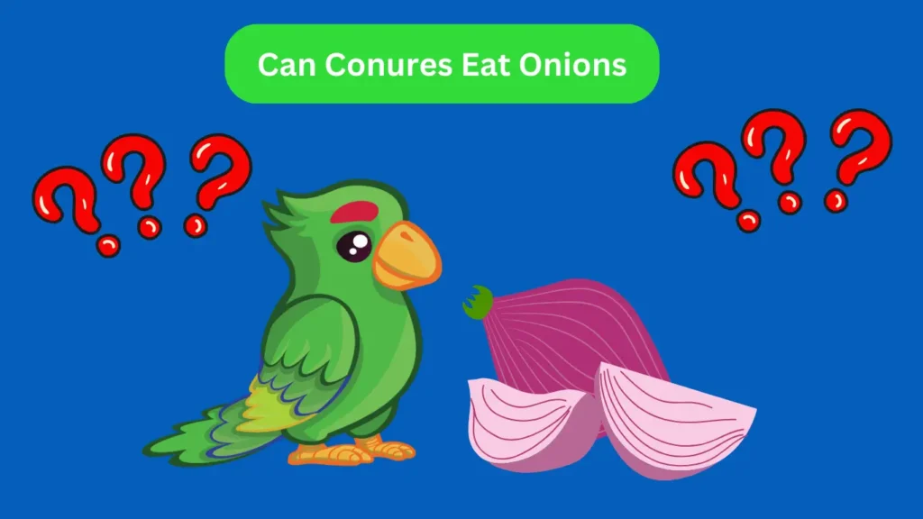 Can Conures Eat Onions