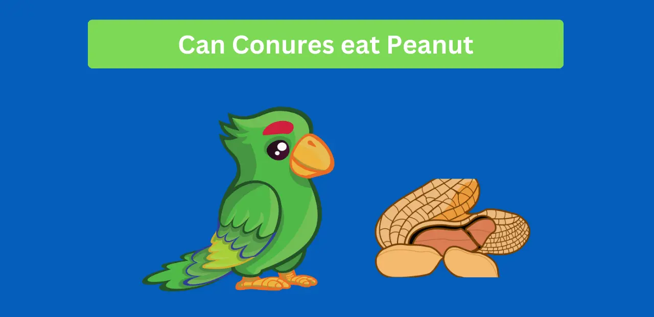 Can Conures eat Peanut