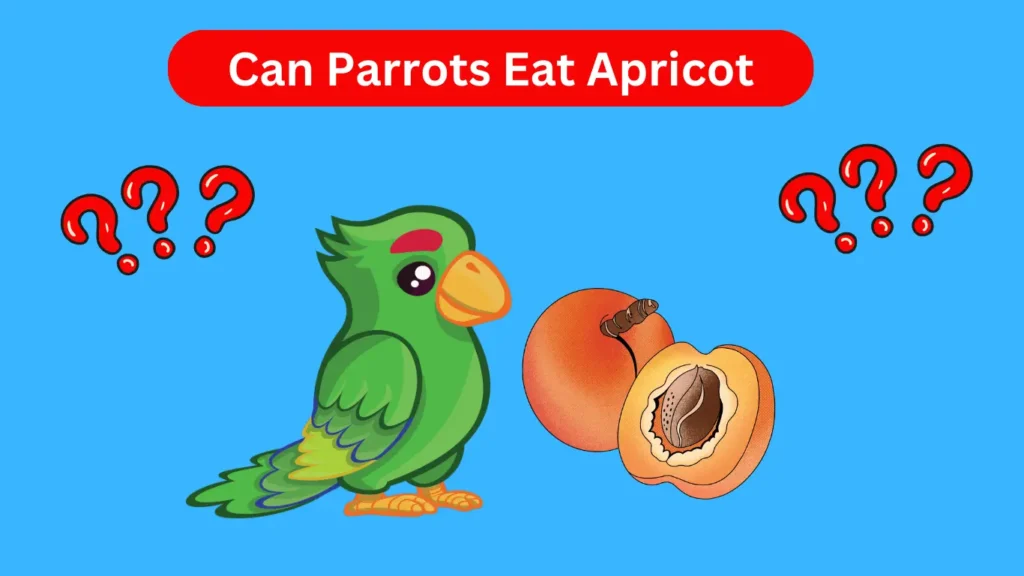 Can Parrots Eat Apricot A Complete Guide for Pet Owners 