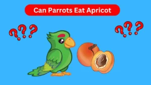 Can Parrots Eat Apricot